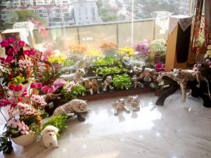 How to choose house flowers for the living room 2 2